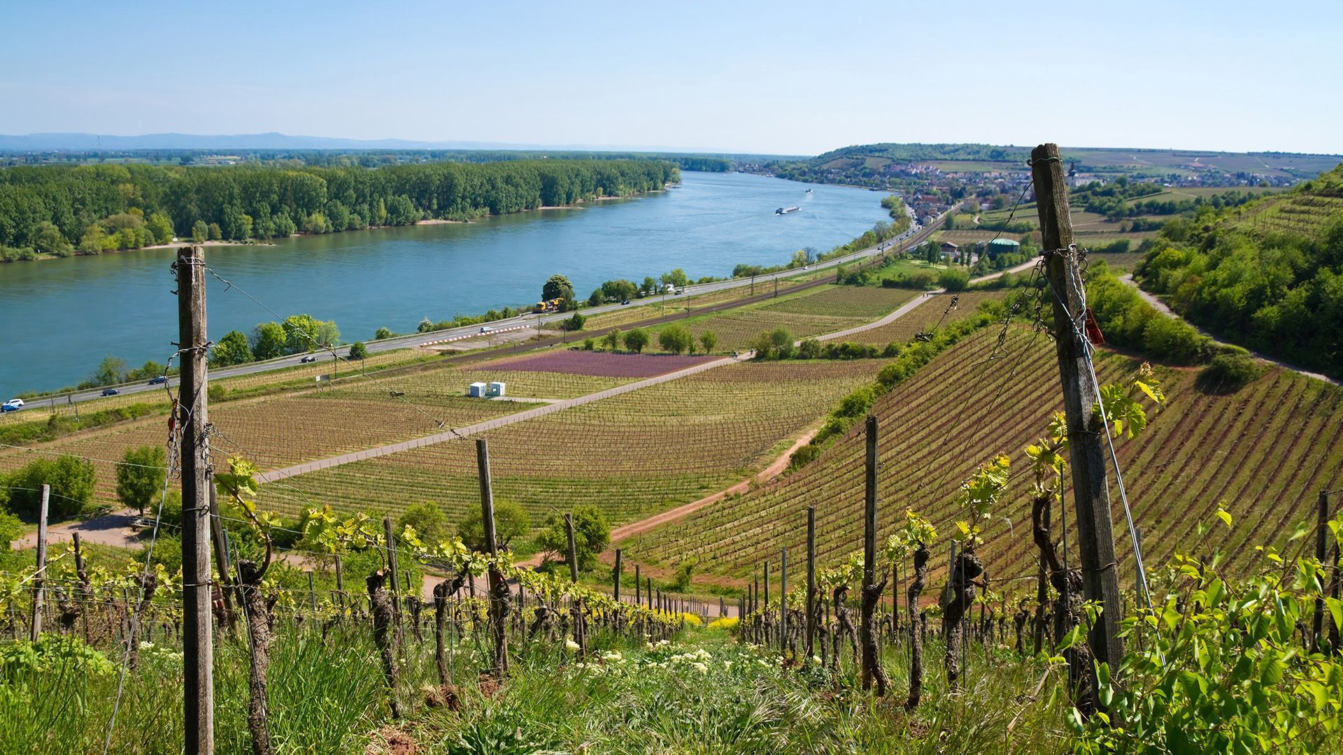 Blick über Weinberge und Rhein