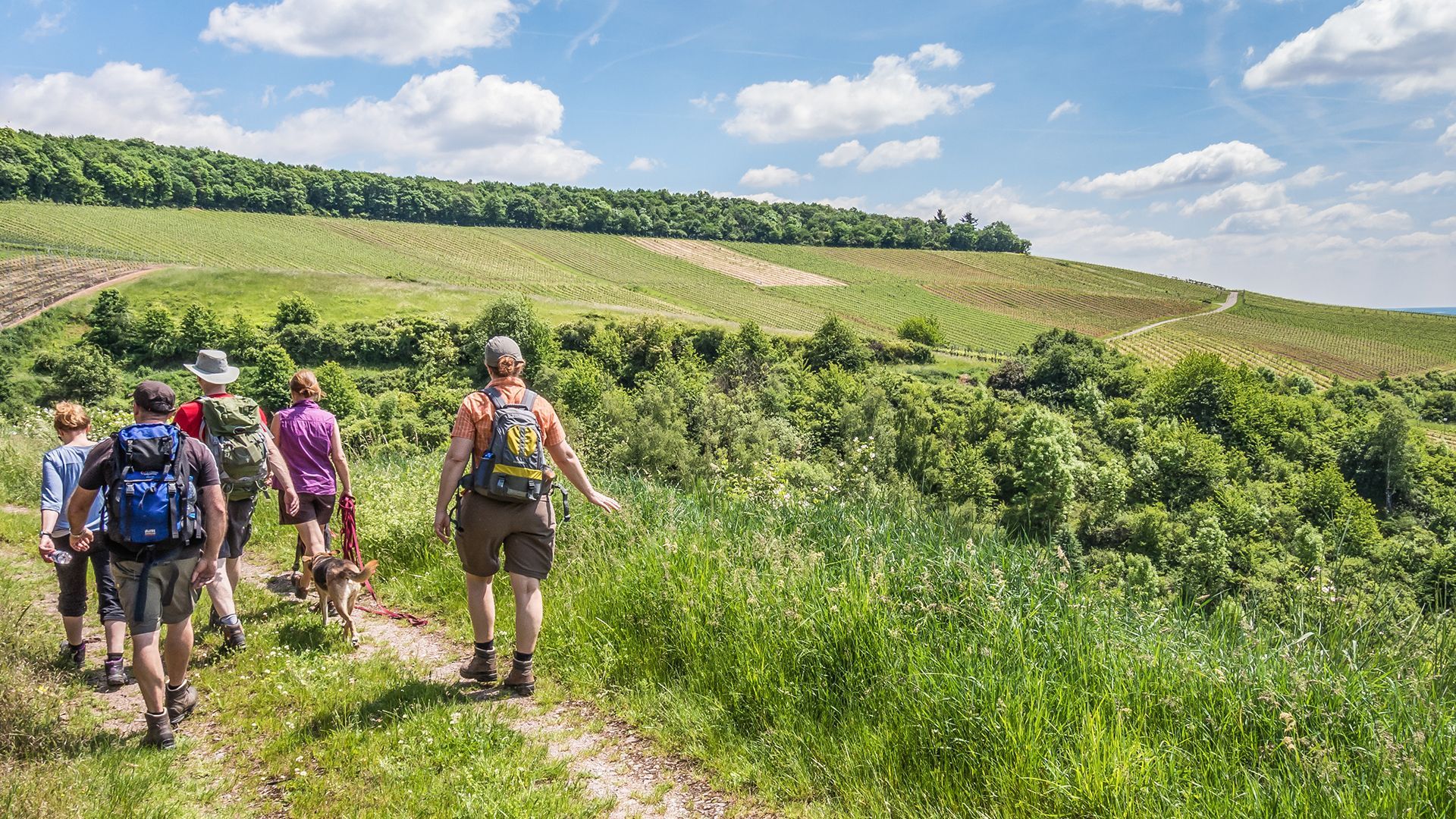 Wandergruppe in Weinbergen