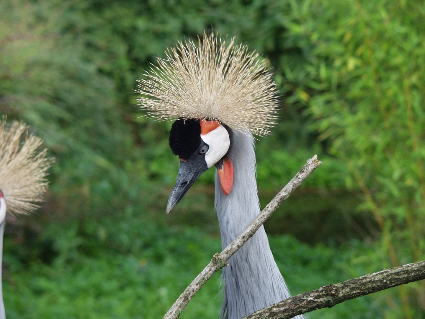 Vogel in Park